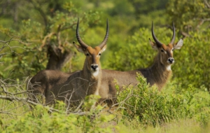 Antelope Computer Wallpaper