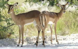 Antelope HD Background