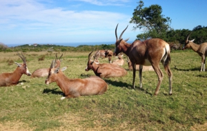 Antelope High Definition