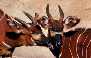 Antelope Images