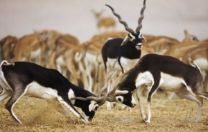 Antelope For Desktop