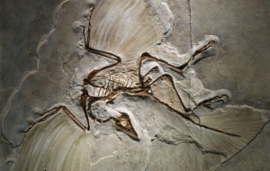 Archaeopteryx Photos