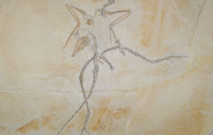 Archaeopteryx Pictures