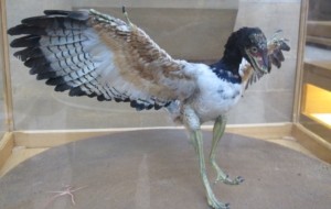 Archaeopteryx Wallpapers