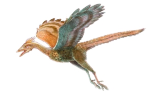 Archaeopteryx Wallpapers HD