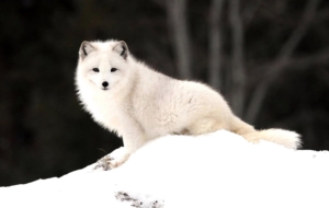 Arctic Fox HD Desktop