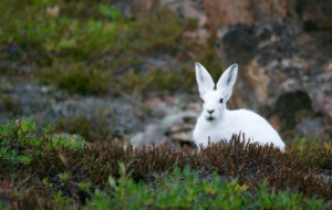 Arctic Hare Photos