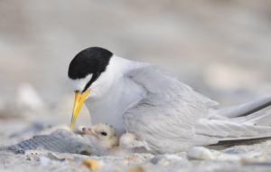 Arctic Tern Wallpapers
