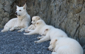 Arctic Wolf HD Background