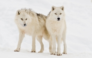 Arctic Wolf HD Desktop