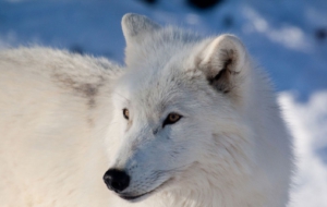Arctic Wolf HD Wallpaper