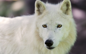 Arctic Wolf High Definition Wallpapers