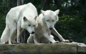 Arctic Wolf High Quality Wallpapers