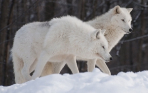 Arctic Wolf Images
