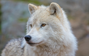 Arctic Wolf Photos