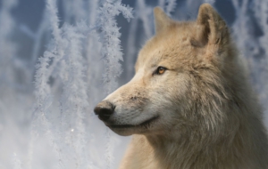 Arctic Wolf Pictures