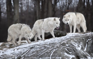 Arctic Wolf Wallpaper