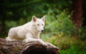 Arctic Wolf Wallpapers