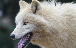 Arctic Wolf Wallpapers HD
