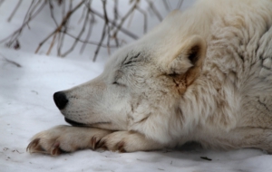 Arctic Wolf Widescreen