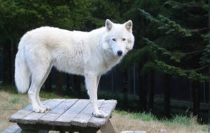 Arctic Wolf For Desktop