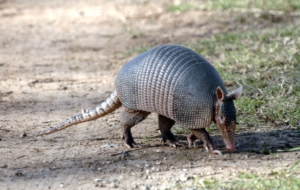 Armadillo Background