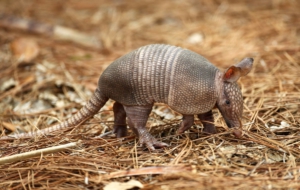 Armadillo Computer Wallpaper