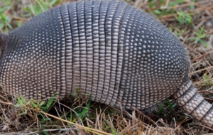 Armadillo HD Desktop