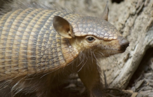 Armadillo High Quality Wallpapers