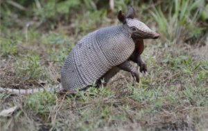 Armadillo Pictures