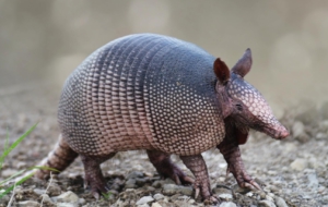 Armadillo Wallpapers