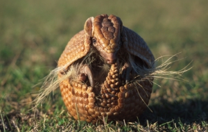Armadillo Wallpapers HD
