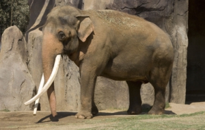 Asian Elephant Background