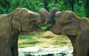 Asian Elephant Computer Backgrounds