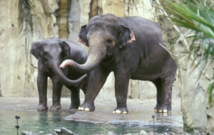 Asian Elephant Computer Wallpaper