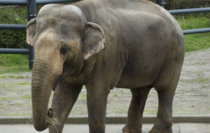 Asian Elephant Desktop