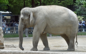 Asian Elephant HD