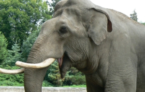 Asian Elephant High Definition Wallpapers