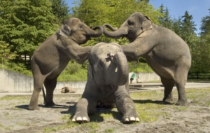 Asian Elephant For Desktop