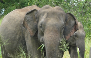 Asian Elephant Full HD