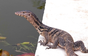 Asian Water Monito HD Wallpaper