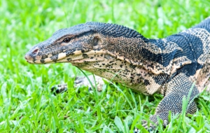 Asian Water Monito High Definition Wallpapers