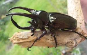 Atlas Beetle Computer Wallpaper