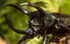 Atlas Beetle Desktop