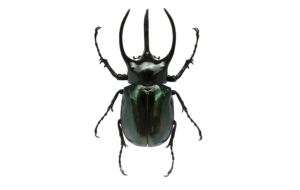 Atlas Beetle HD Background