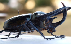 Atlas Beetle HD Wallpaper