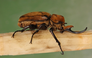 Atlas Beetle High Definition Wallpapers