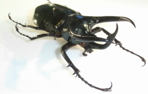 Atlas Beetle High Quality Wallpapers