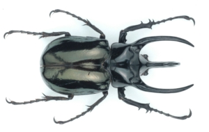 Atlas Beetle Pictures