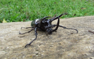 Atlas Beetle Wallpapers